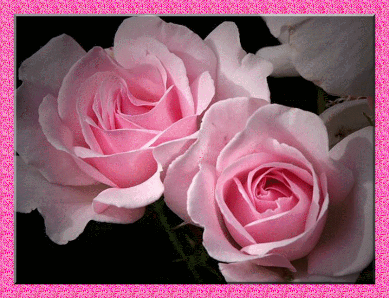 Belles roses couleur rose