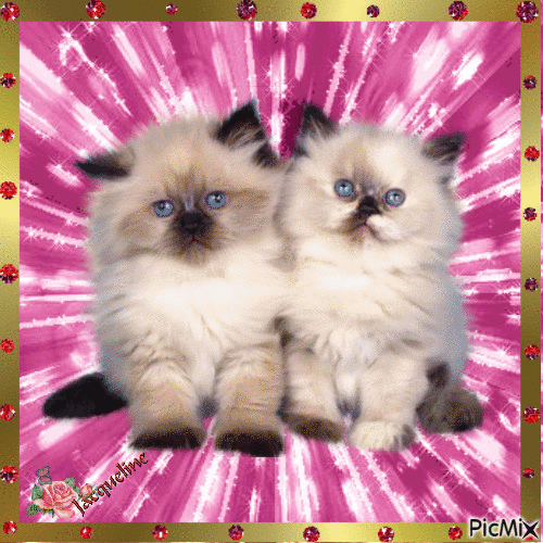 Beaux minous au yeux bleus